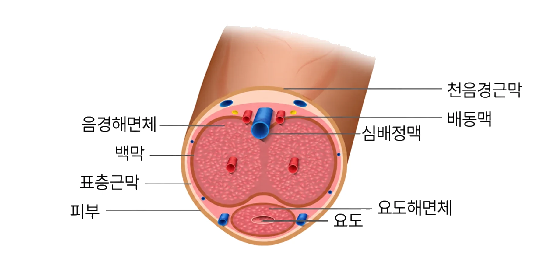 음경해면체와 백막, 동맥과 정맥, 요도를 표시한 단면 해부 그림
