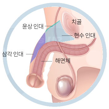 음경을 지지하는 인대와 치골의 위치